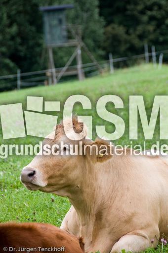 Hausrind (141 von 174).jpg